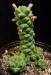 Monadenium ritchiei 1 syn. Euphorbia ritchiei.jpg